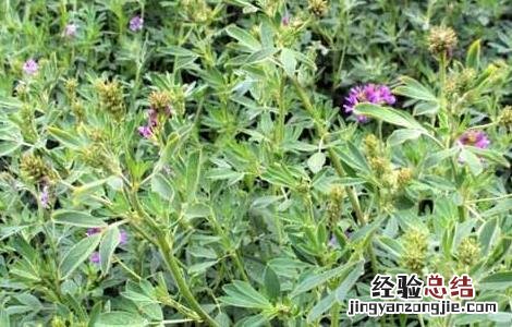 苜蓿怎么种 苜蓿怎么种多久能发芽