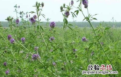 苜蓿怎么种 苜蓿怎么种多久能发芽