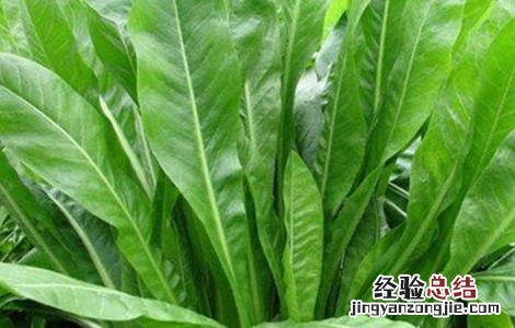 菊苣的种植方法和技术 菊苣的种植方法