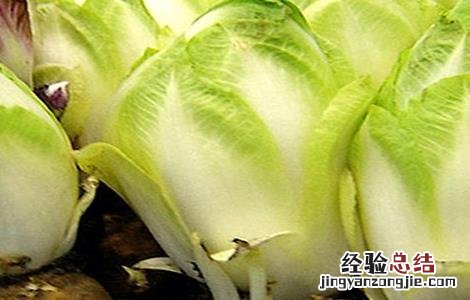 菊苣的种植方法和技术 菊苣的种植方法