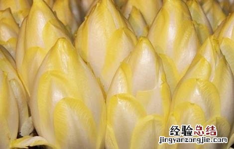 菊苣的种植方法和技术 菊苣的种植方法