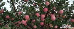 苹果树新品种介绍，分别介绍华冠、红玉、夏绿和早捷