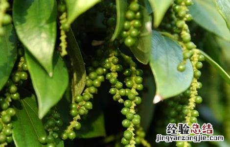 胡椒的种植前景