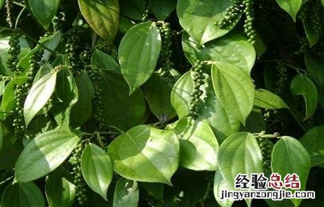 胡椒的种植前景
