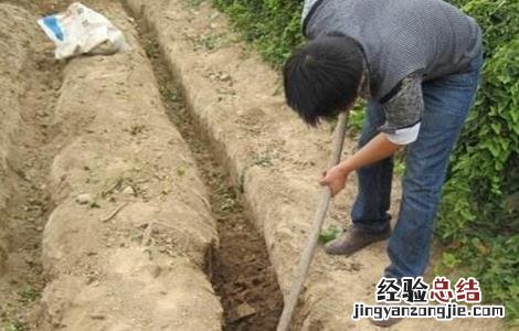 山药高产施肥技术视频 山药高产施肥技术