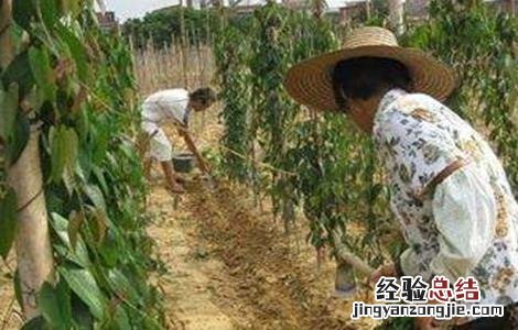 山药高产施肥技术视频 山药高产施肥技术