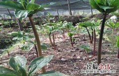 重楼种植技术与栽培管理 重楼种植技术