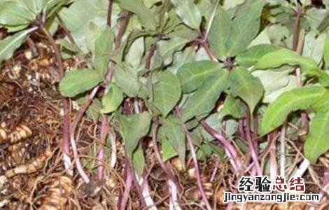 重楼种植技术与栽培管理 重楼种植技术