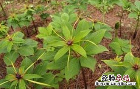 重楼种植技术与栽培管理 重楼种植技术
