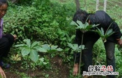 重楼种植技术与栽培管理 重楼种植技术