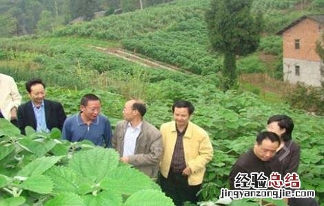 篦麻种植技术 苎麻的种植技术