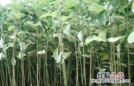 篦麻种植技术 苎麻的种植技术
