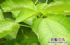 篦麻种植技术 苎麻的种植技术