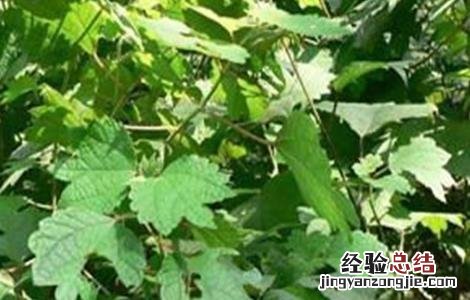 篦麻种植技术 苎麻的种植技术