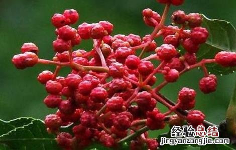 花椒怎么种好看 花椒怎么种好