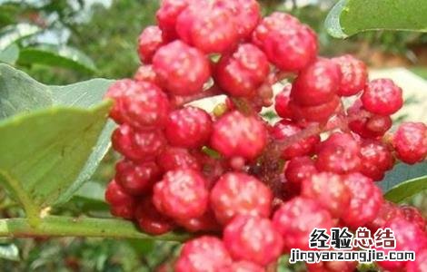 花椒怎么种好看 花椒怎么种好