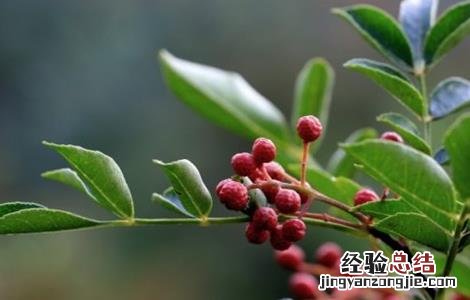 花椒怎么种好看 花椒怎么种好