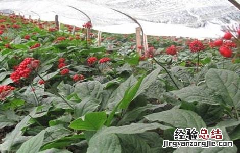 人参的种植技术 人参高产的种植方法