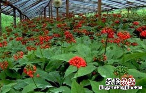 人参的种植技术 人参高产的种植方法