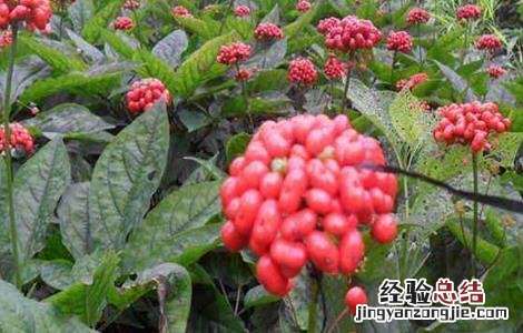 人参的种植技术 人参高产的种植方法