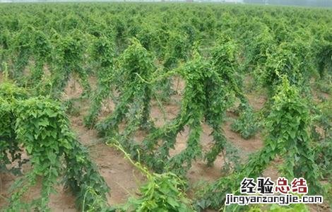 山药怎么管理好吃 山药怎么管理好