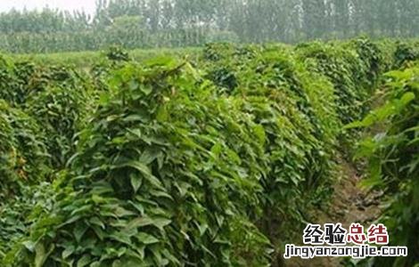 山药怎么管理好吃 山药怎么管理好
