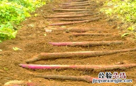 山药怎么管理好吃 山药怎么管理好