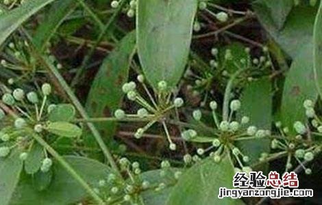 茯苓如何种植 茯苓如何种植高产