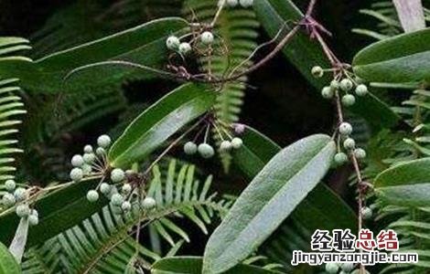 茯苓如何种植 茯苓如何种植高产