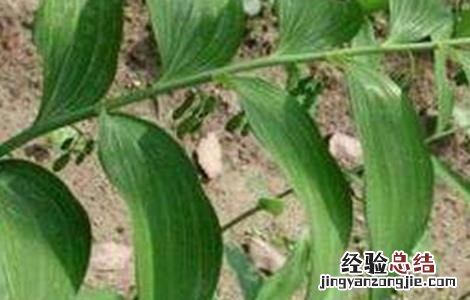 黄精的常见病虫害防治方法有哪些 黄精的常见病虫害防治方法
