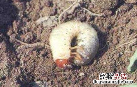 黄精的常见病虫害防治方法有哪些 黄精的常见病虫害防治方法