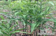 黄精的常见病虫害防治方法有哪些 黄精的常见病虫害防治方法