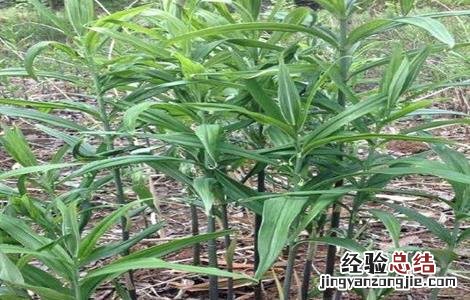 黄精的常见病虫害防治方法有哪些 黄精的常见病虫害防治方法