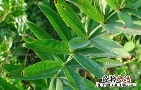 黄精的常见病虫害防治方法有哪些 黄精的常见病虫害防治方法