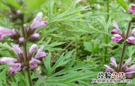 益母草该怎么种植 益母草怎么种植方法种