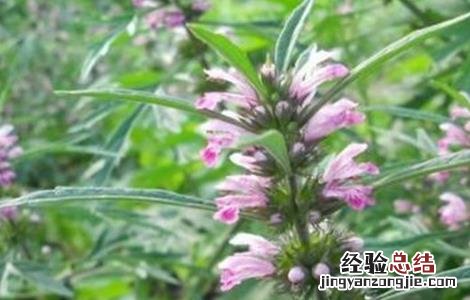 益母草该怎么种植 益母草怎么种植方法种