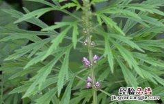 益母草该怎么种植 益母草怎么种植方法种