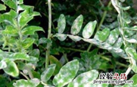 黄芪主要病虫害 黄芪常见病虫害防治方法