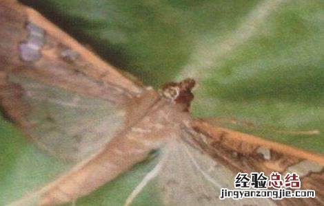 黄芪主要病虫害 黄芪常见病虫害防治方法