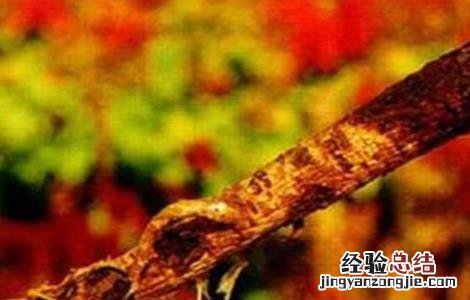 黄芪主要病虫害 黄芪常见病虫害防治方法