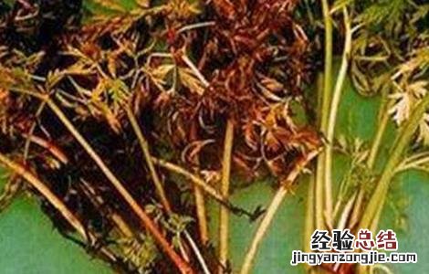 黄芪主要病虫害 黄芪常见病虫害防治方法