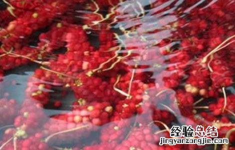 五味子如何种植才好 五味子怎样种植