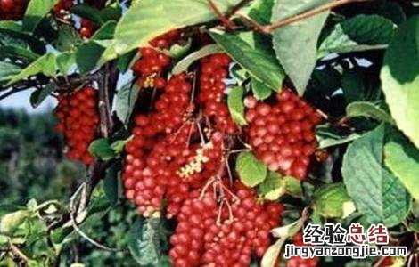 五味子如何种植才好 五味子怎样种植