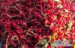 五味子如何种植才好 五味子怎样种植