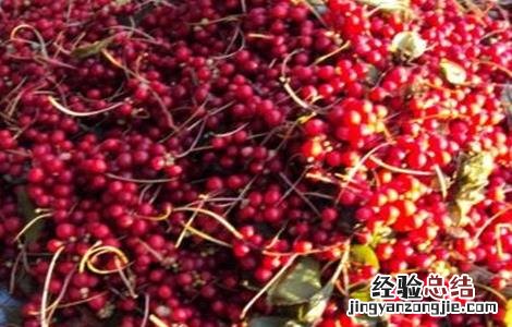 五味子如何种植才好 五味子怎样种植