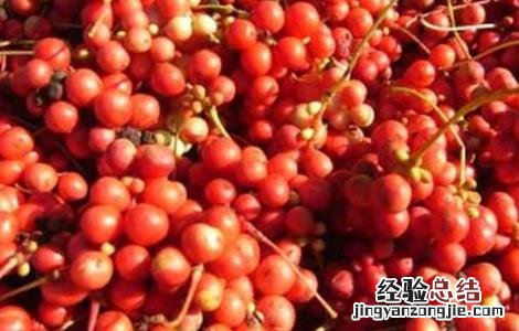 五味子如何种植才好 五味子怎样种植
