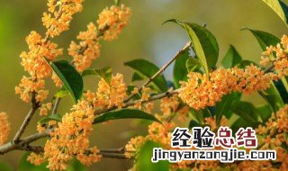 桂花的功效和作用 关于桂花的好处简介