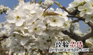 春分雨脚落声微全诗 春分雨脚落声微全诗翻译