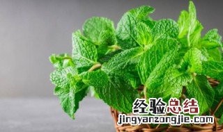 薄荷绿豆汤怎么做 绿豆薄荷水怎么做