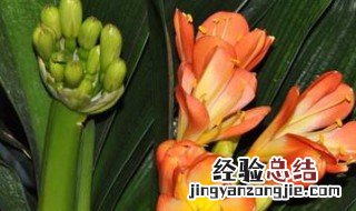 水培君子兰怎么种 水培君子兰怎么种植视频